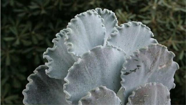 银波锦多肉怎么养护(多肉银波锦|银波锦怎么养|多肉友)