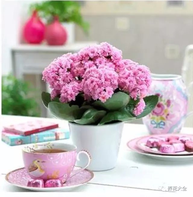 家里的花摆在什么位置