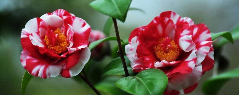 茶花小苗价格(茶花小苗价格走势)