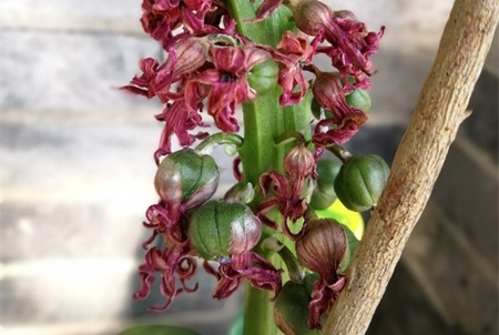 风信子开完花如何处理