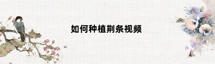 如何种植荆条视频(如何种植荆条视频教程)