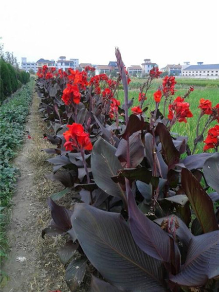 紫叶美人蕉的药用价值