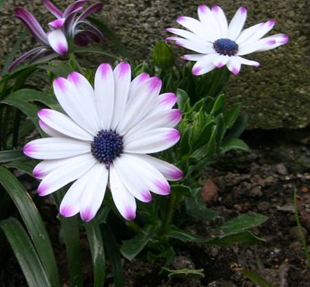 蓝目菊的养殖方法视频