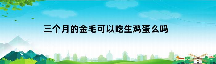 三个月的金毛可以吃生鸡蛋么吗(三个月的金毛犬可以吃鸡蛋吗)