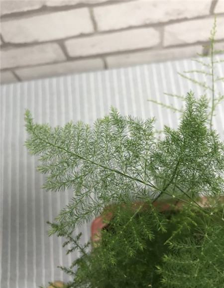 花卉不发芽又不死是咋回事