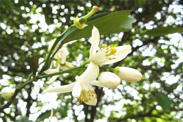 柑橘的花语和传说(柑橘的花语和寓意)