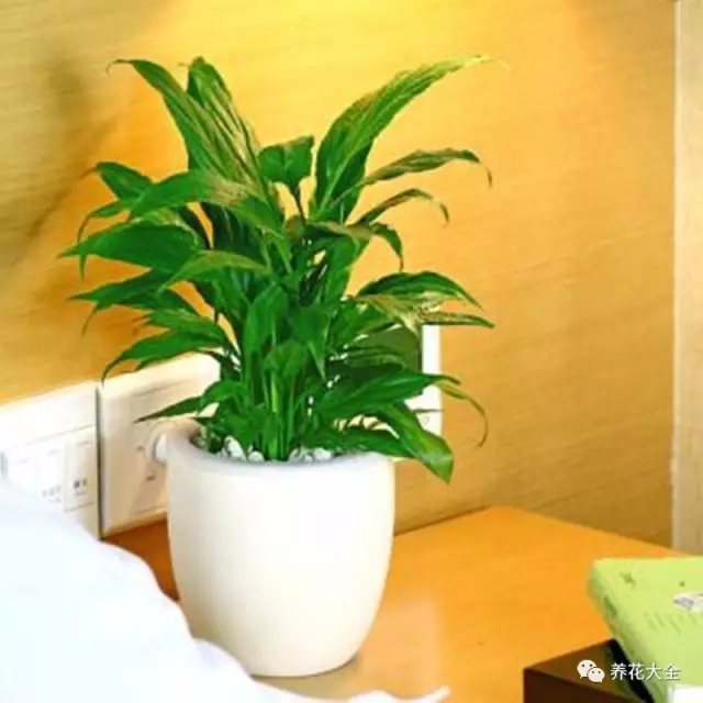 家里的花摆在什么位置