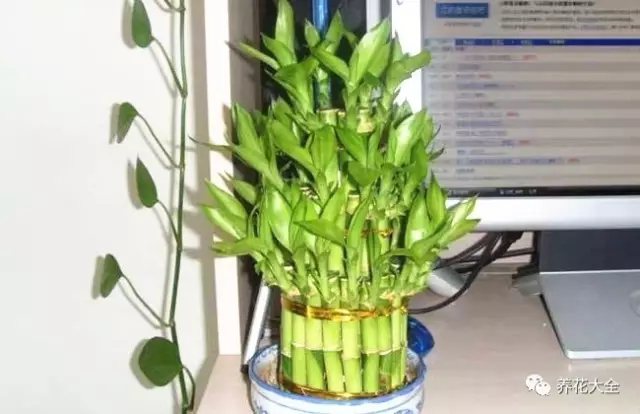 家里的花摆在什么位置