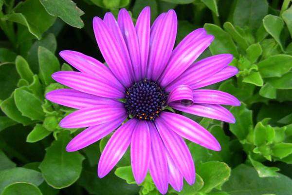 蓝目菊的养殖方法(蓝目菊的养殖方法视频)