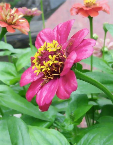 花卉不发芽又不死是咋回事