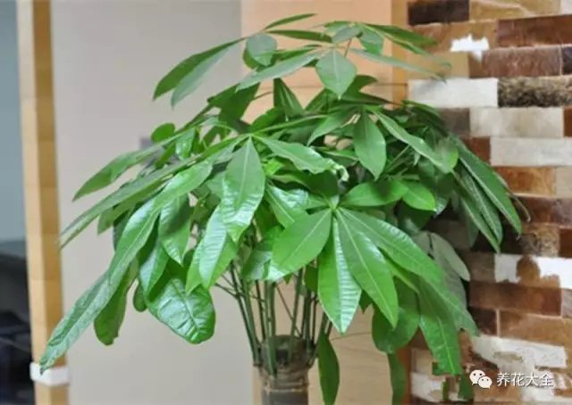 家里的花摆在什么位置