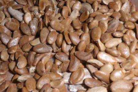 文玩葫芦怎么种的小