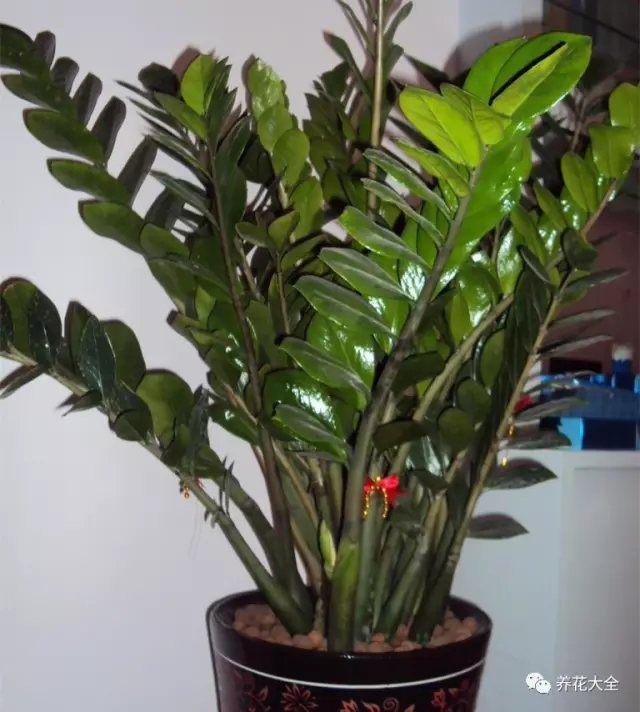 家里的花摆在什么位置