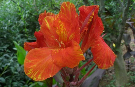 紫叶美人蕉的药用价值