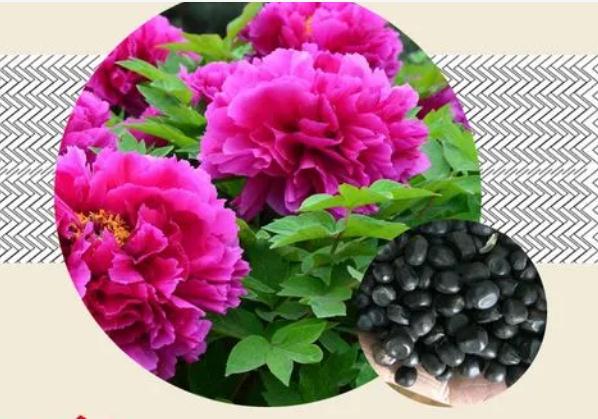 牡丹花种子如何