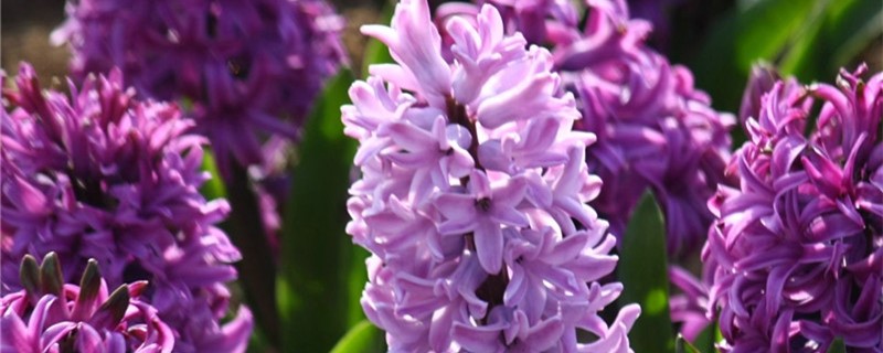 风信子为什么叫风信子(风信子为什么叫风信子的由来)