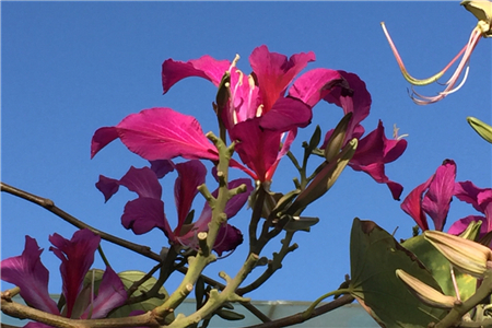 香港的区花是什么花?澳门的区花是什么花?