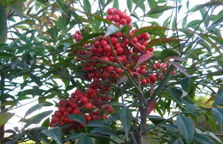 南天竹适合盆栽吗