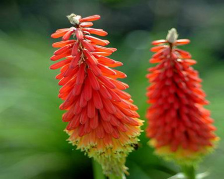 火炬花的养殖方法和管理