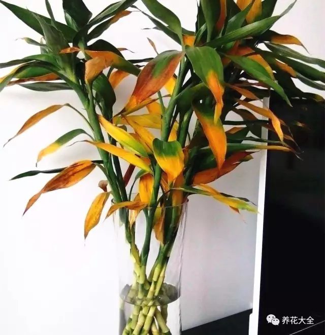 家里的花摆在什么位置