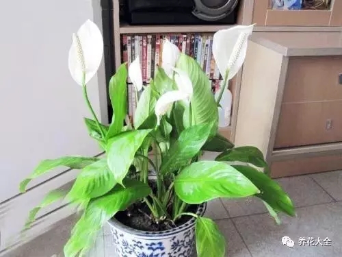 家里的花摆在什么位置