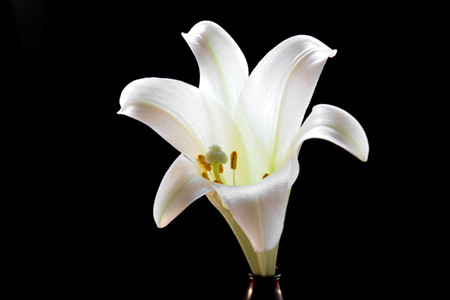 百合花怎么繁殖方法图解