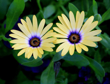 蓝目菊的养殖方法视频