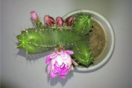 仙人棒有几种分别怎么浇水