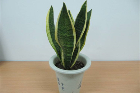 虎皮兰刚买回来载的时候用不用浇水