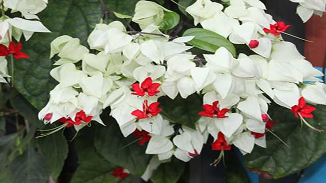 龙吐珠不开花怎么办(龙吐珠不爱开花怎么办)