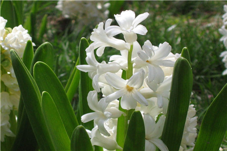 风信子为什么叫风信子的由来