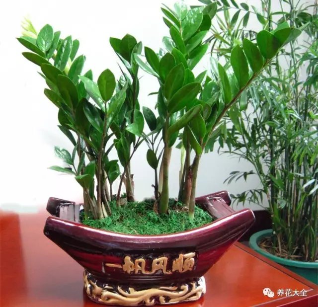 家里的花摆在什么位置