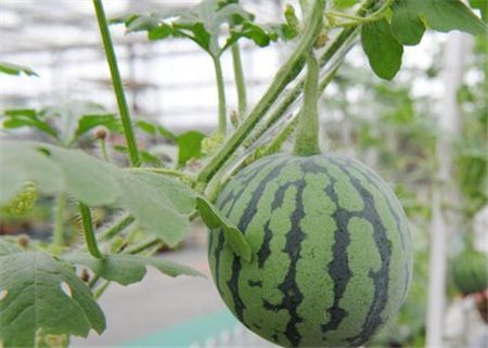 阳台种西瓜用什么土