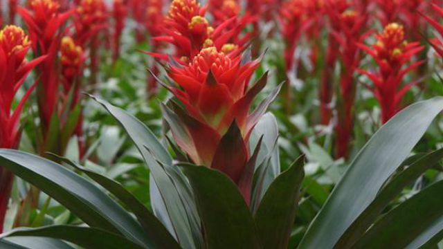 火炬花的养殖方法(火炬花的养殖方法和管理)