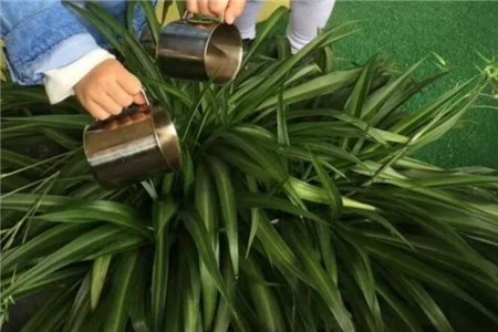 垂丝茉莉的养殖方法和注意事项