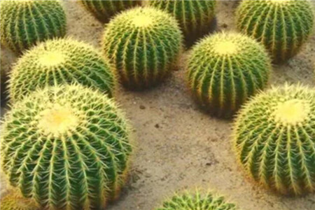 垂丝茉莉的养殖方法和注意事项