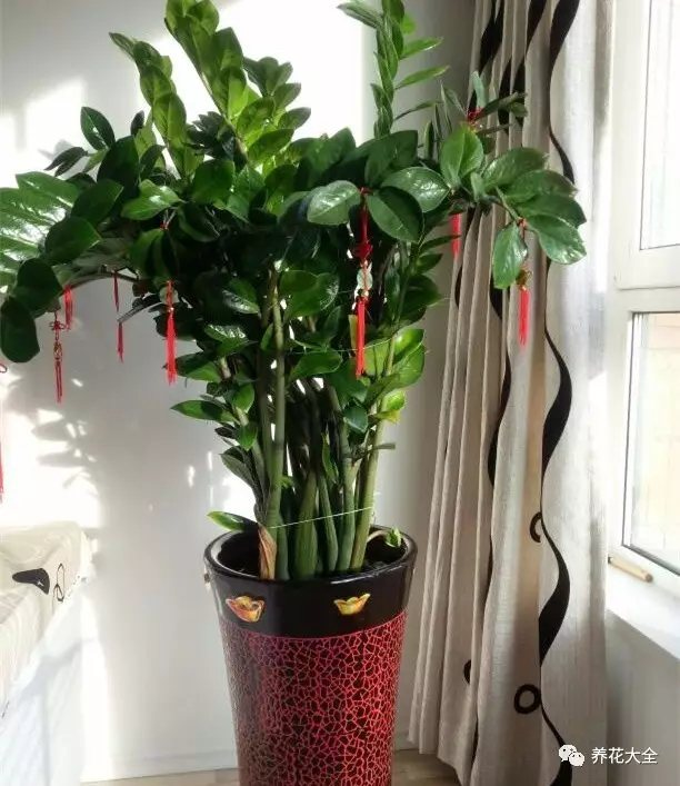 家里的花摆在什么位置