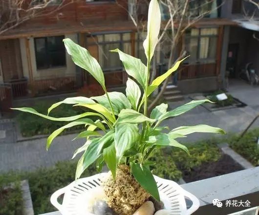 家里的花摆在什么位置