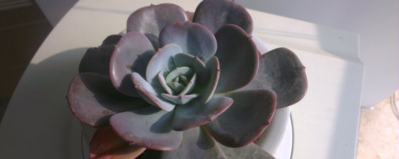 红粉台阁怎么养(红粉台阁多肉好养吗)