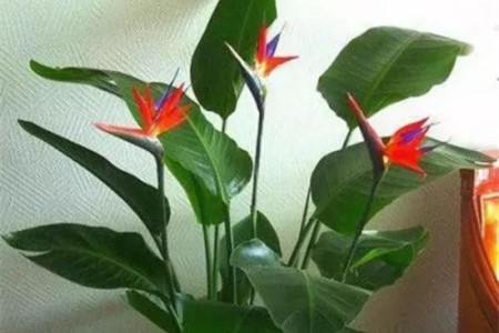 天堂鸟怎么养才能开花