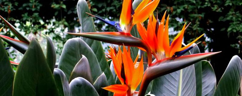 天堂鸟怎么养(天堂鸟怎么养才能开花)