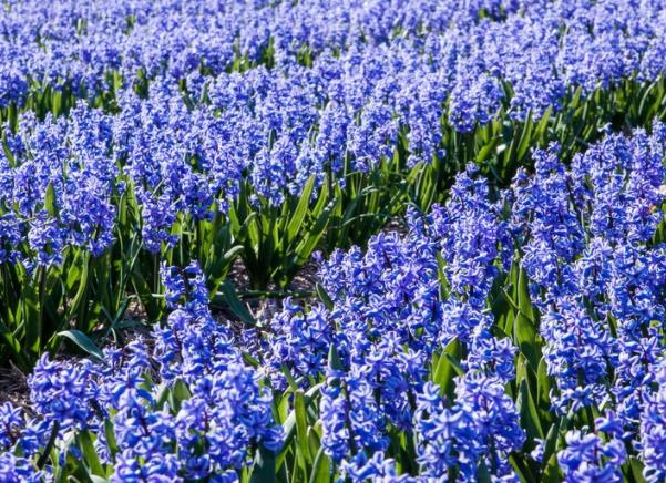 风信子能放屋里吗