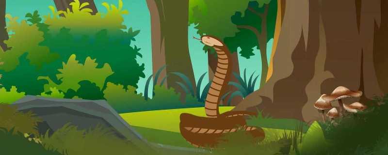 蛇为什么要脱皮蛇一年蜕皮几次(蛇为什么脱皮的时候最弱)