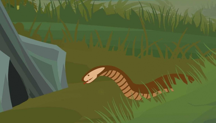 蛇为什么脱皮的时候最弱