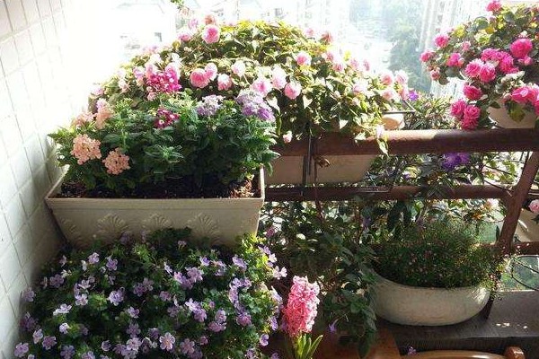 花也需要“洗澡”每次擦一擦叶片油亮能反光！(花的叶子能擦吗)