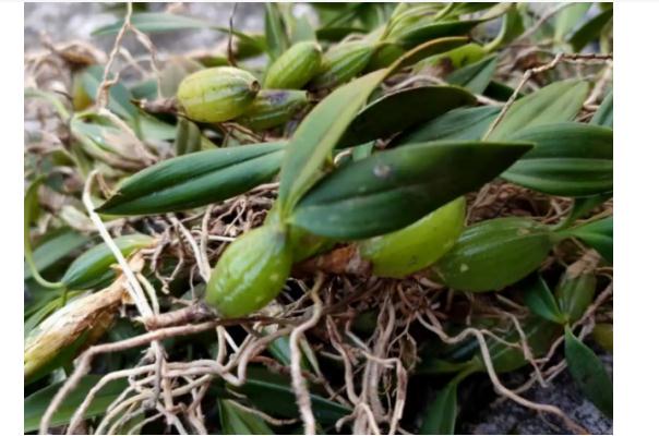 石橄榄有什么功效与作用石橄榄孕妇能吃吗(石橄榄有什么功效?有什么食用禁忌?)