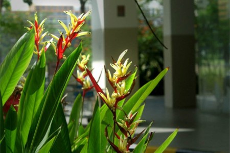 天堂鸟怎么养才能开花