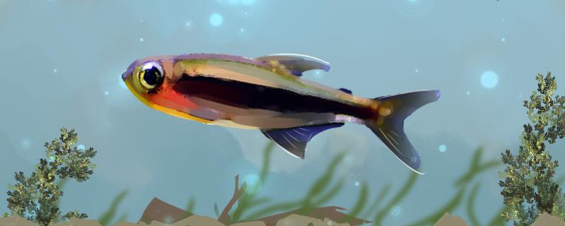 图卡诺火灵灯好养吗怎么养(图卡诺火灵灯鱼)