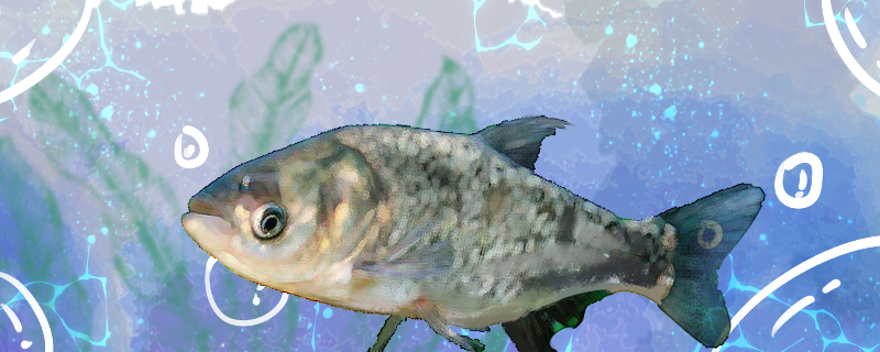 大头鱼有刺吗刺多吗(大头鱼肉多刺吗)