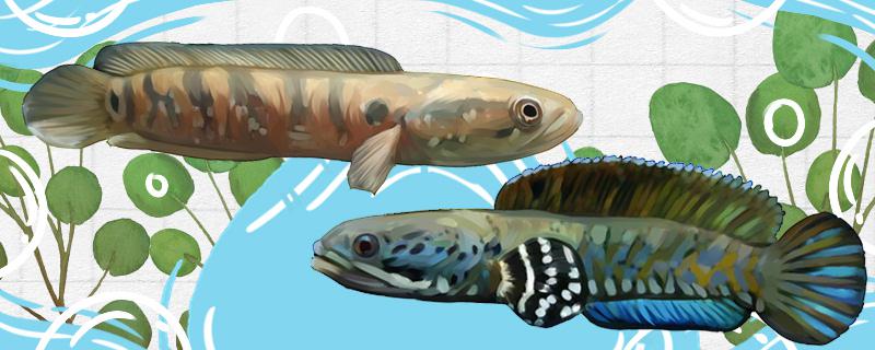 月鳢和雷龙一样吗有什么区别(红月雷龙)